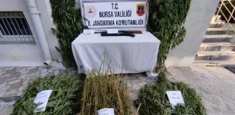 Tarlada Hint keneviri, bahçede esrar ele geçirildi