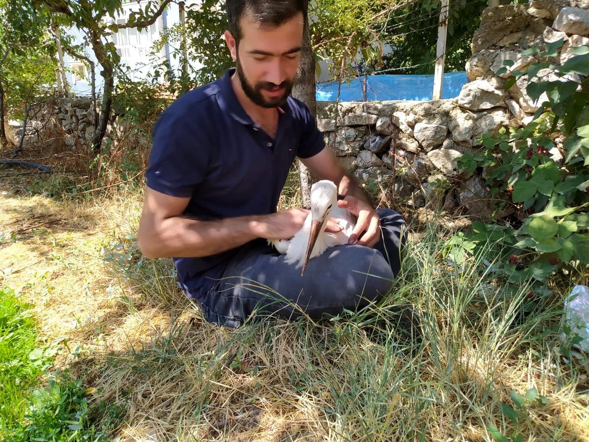 Uçamayan leyleği besleyip yetkililere teslim etti