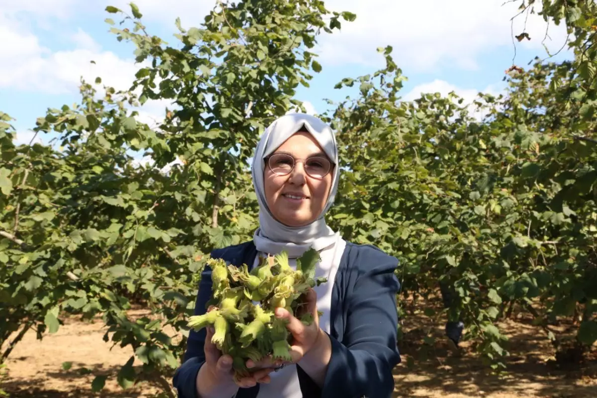 AK Parti Kocaeli Milletvekili Katırcıoğlu, Kandıra\'da fındık hasadına katıldı Açıklaması