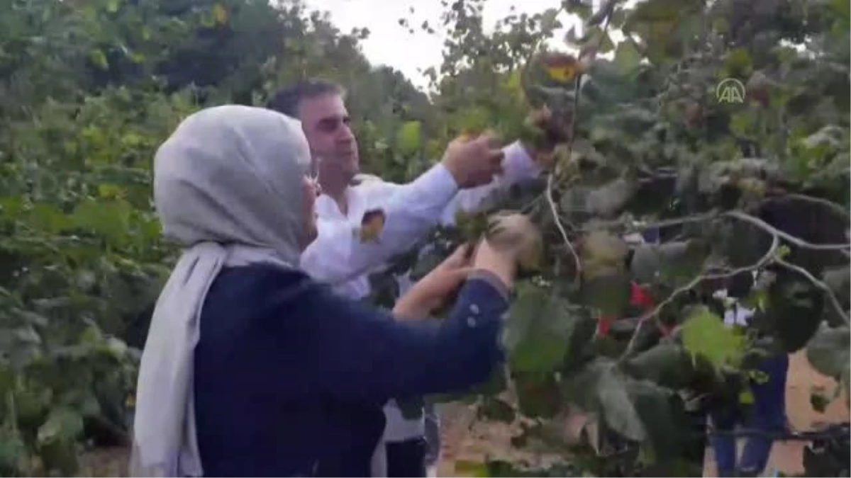 AK Parti Kocaeli Milletvekili Katırcıoğlu, Kandıra\'da fındık hasadına katıldı