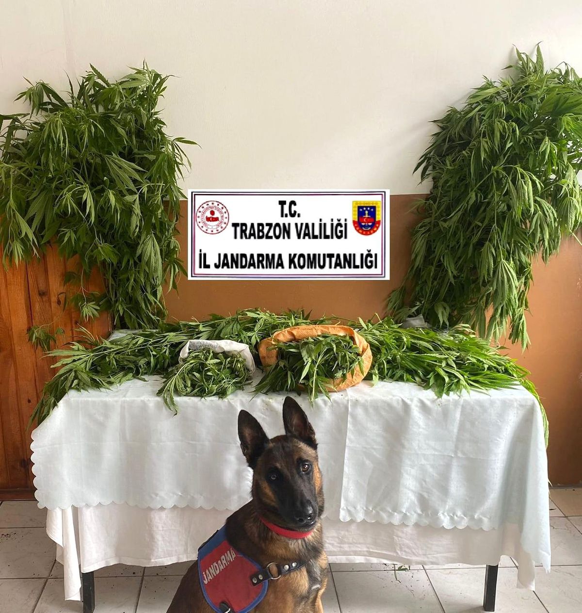 Annesinin bahçesine kenevir ektiler, ilçe merkezine getirirken yakalandılar