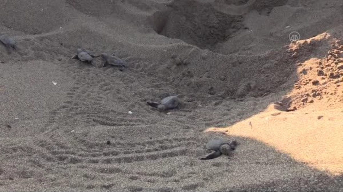 Deniz kaplumbağalarının popülasyonunun korunması için "temiz çevre" uyarısı
