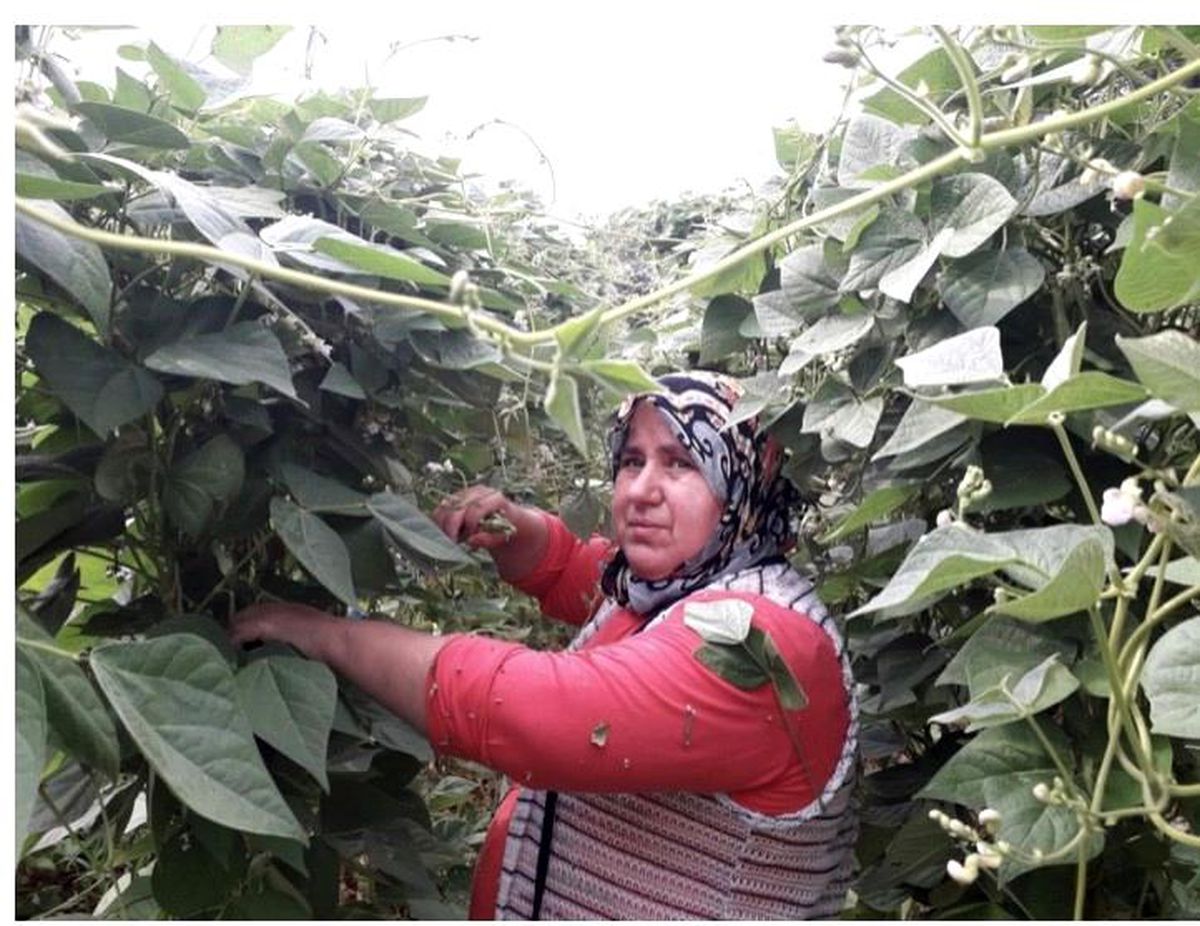 Fasulye fiyatları çiftçinin yüzünü güldürdü