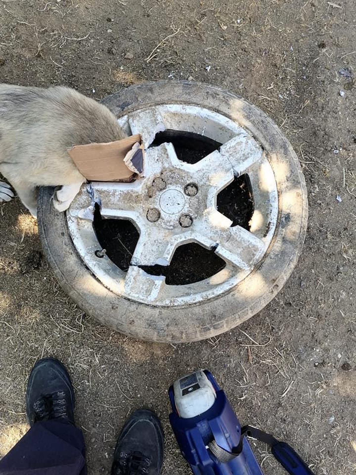 Hatay\'da kafası janta sıkışan köpek yavrusunu itfaiye kurtardı