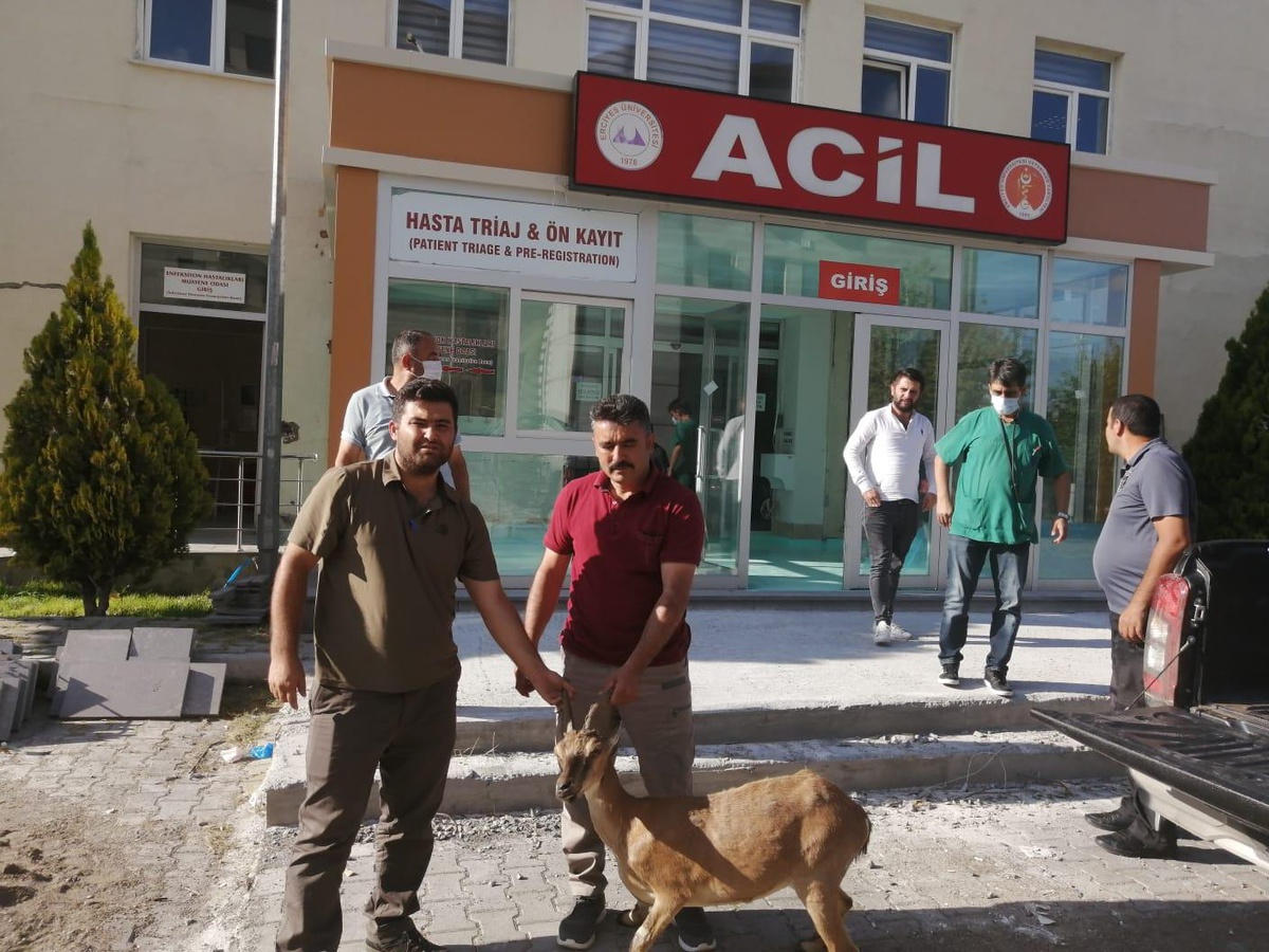 Kayseri\'de hasta yaban keçisi koruma altına alındı