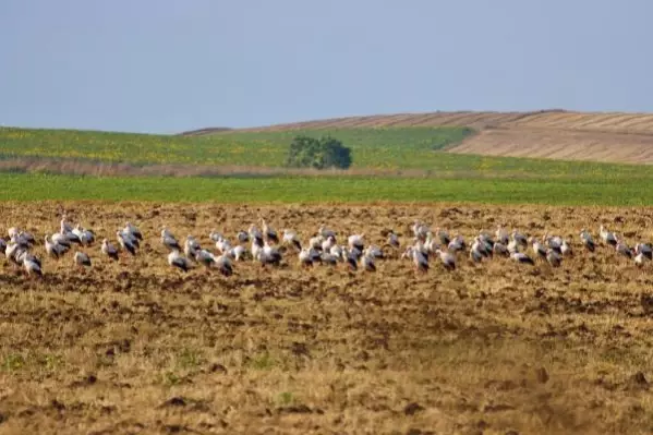 Leylekler, Anadolu üstünden Afrika'ya göç yolunda