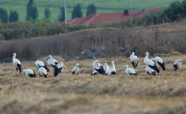 Leylekler, Anadolu üstünden Afrika'ya göç yolunda