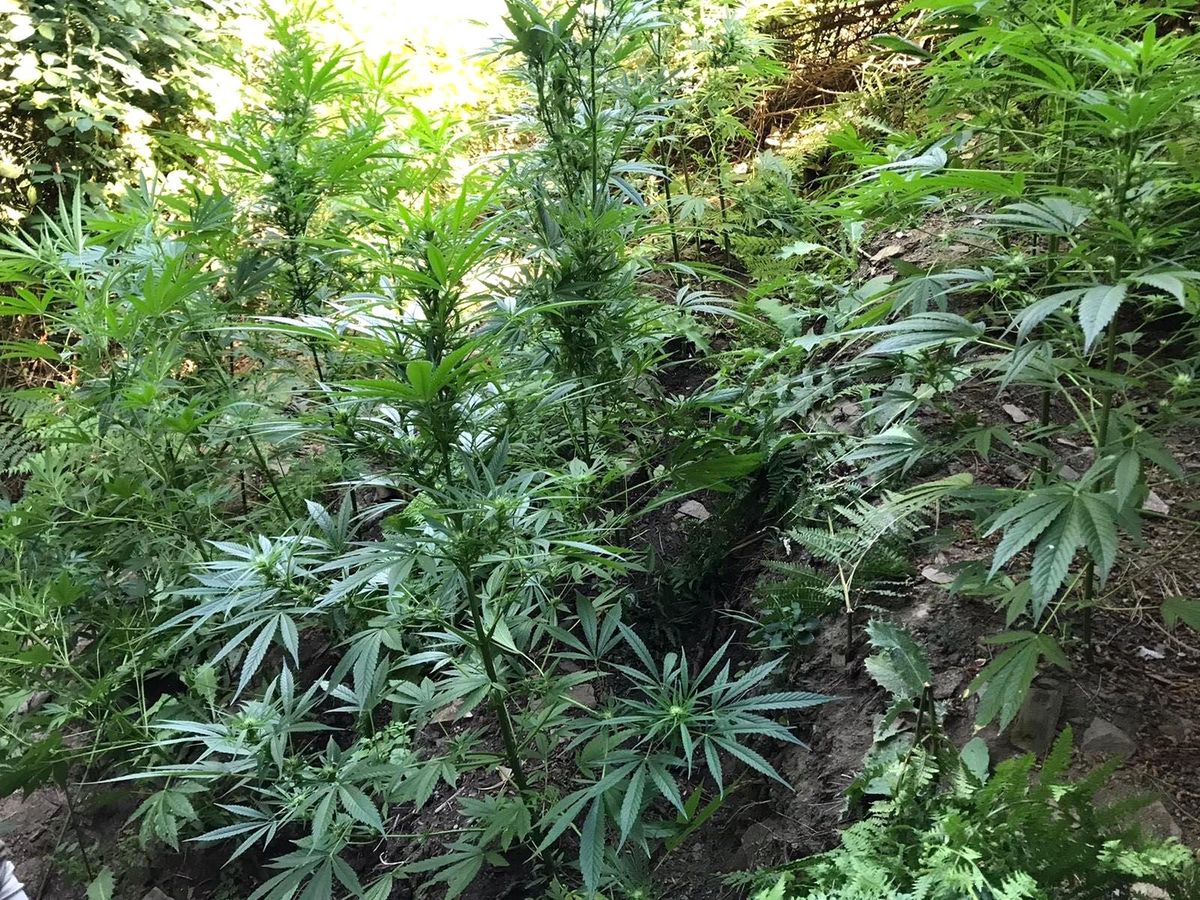 Manisa\'da 519 kök kenevir bitkisi ve 2 kilogram kubar esrar ele geçirildi