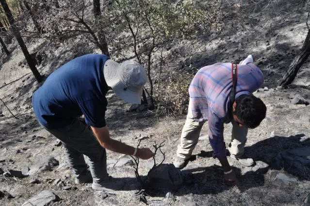 Yanan ormanlık alanlarda ekolojik tespit çalışması başlatıldı Yanan ormanlık alanlarda ekolojik tespit çalışması başlatıldı