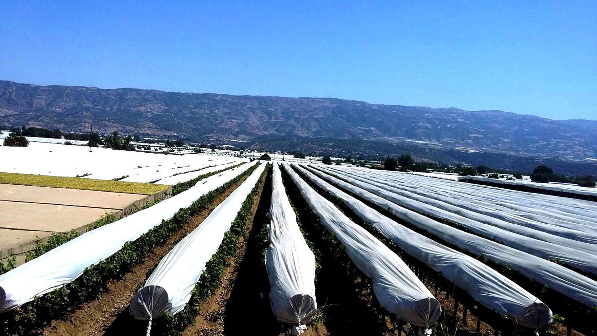 Sarıgöl ovası 45 bin kilometre örtüyle korunuyor