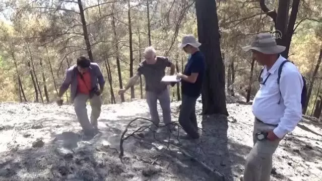 Yanan ormanlık alanlarda ekolojik tespit çalışması başlatıldı Yanan ormanlık alanlarda ekolojik tespit çalışması başlatıldı