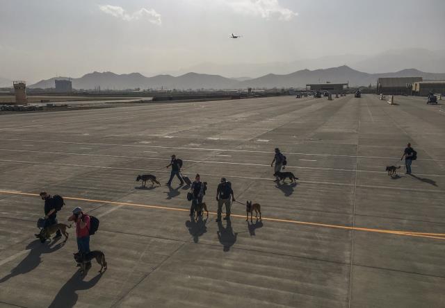 ABD'nin Afganistan'a gönderdiği tahliye uçağında dikkat çeken kare: Her köpeğe bir koltuk