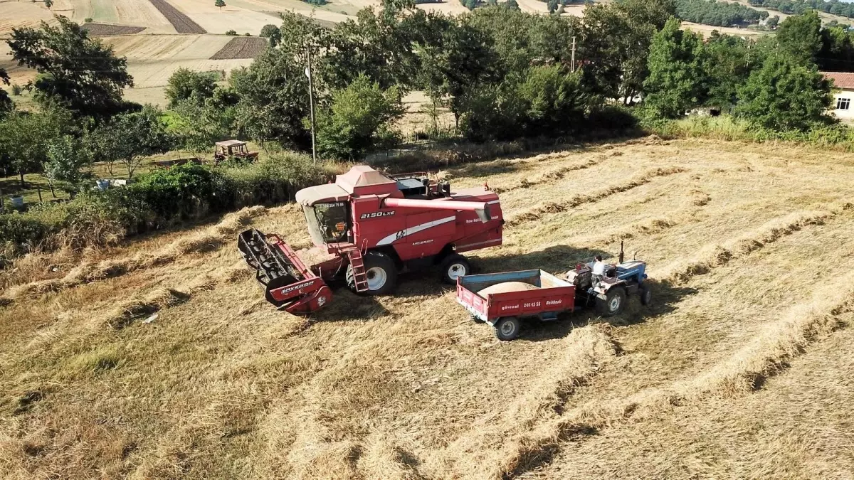 Atakum Belediyesi karakılçık üretimini 10 kat artırdı