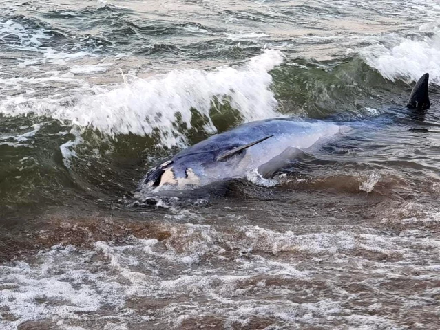 Mudanya'da üç ayrı noktada ölü yunus balıkları kıyıya vurdu