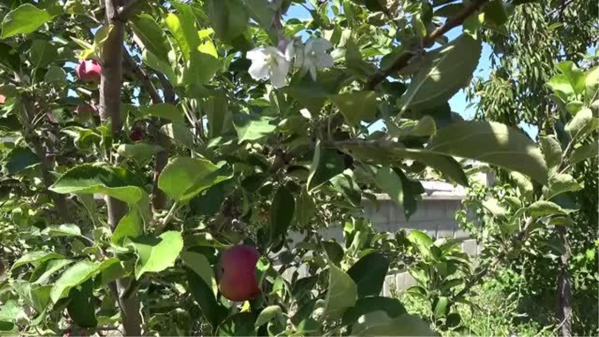 Dalında meyvesi olan elma ağacı yeniden çiçek açtı