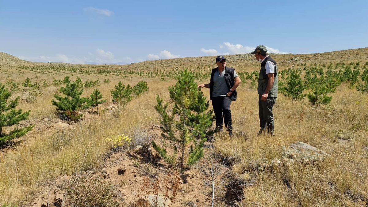Erzurum\'un kıraç ve çorak toprakları fidanlarla vahaya dönüştü