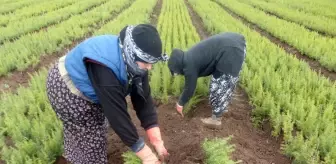 Eskişehir Orman Fidanlığında yetiştirilen fidanlar, güney illerinde yanan ormanların yerine dikilecek