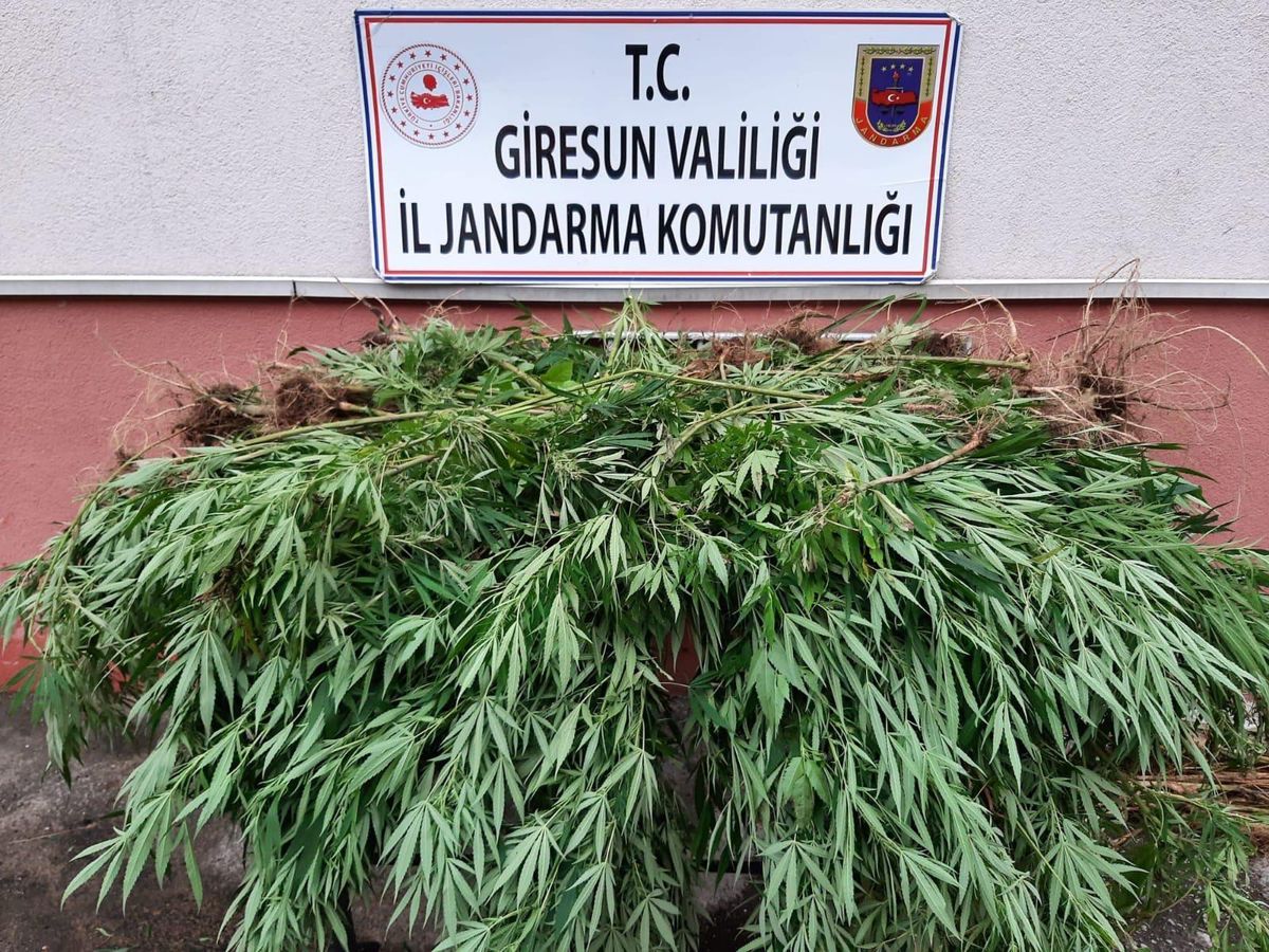 Giresun\'da 185 kök kenevir ele geçirildi