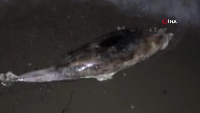 Mudanya'da üç ayrı noktada ölü yunus balıkları kıyıya vurdu