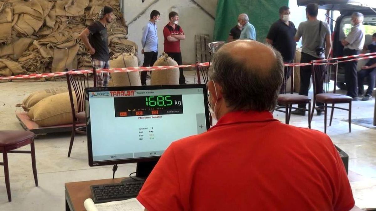 2021 yılı fındık alımları 1 Eylül\'de başlıyor