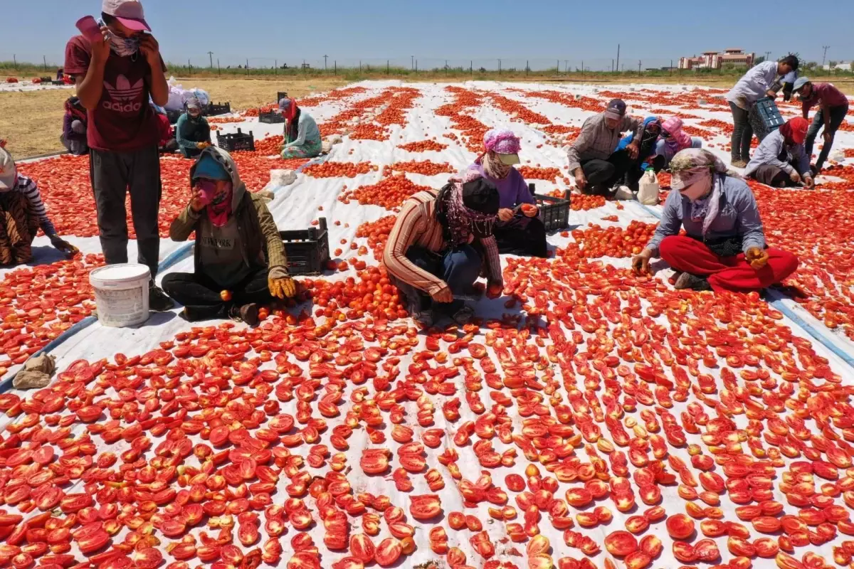 \'Akça kadınlar\' hem üretiyor hem ihraç ediyor