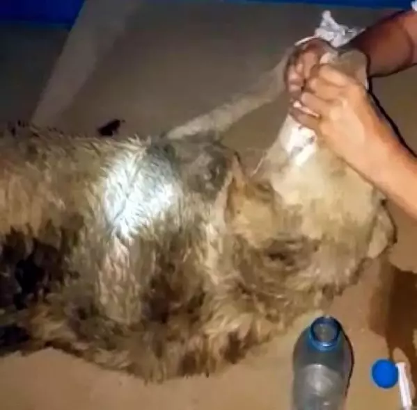 Son dakika haberi... AYAKLARI BAĞLANIP SÜRÜKLENEN SOKAK KÖPEĞİ ÖLDÜ