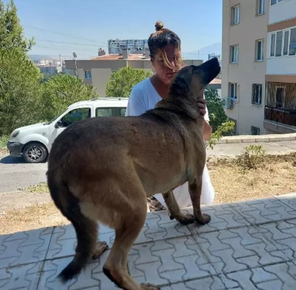 Son dakika haberi... AYAKLARI BAĞLANIP SÜRÜKLENEN SOKAK KÖPEĞİ ÖLDÜ