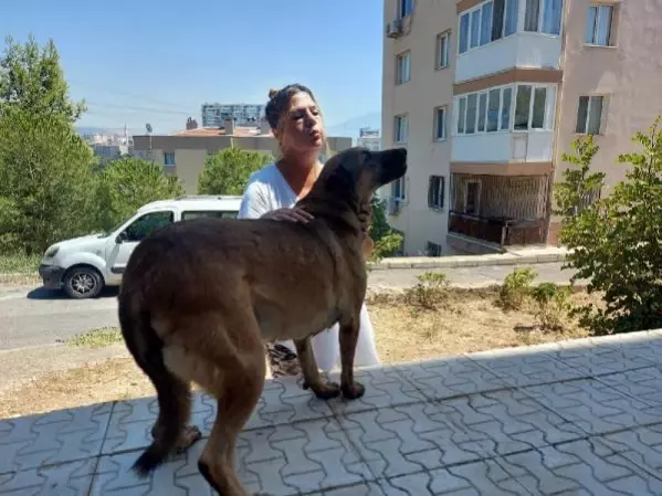 Son dakika haberi... AYAKLARI BAĞLANIP SÜRÜKLENEN SOKAK KÖPEĞİ ÖLDÜ