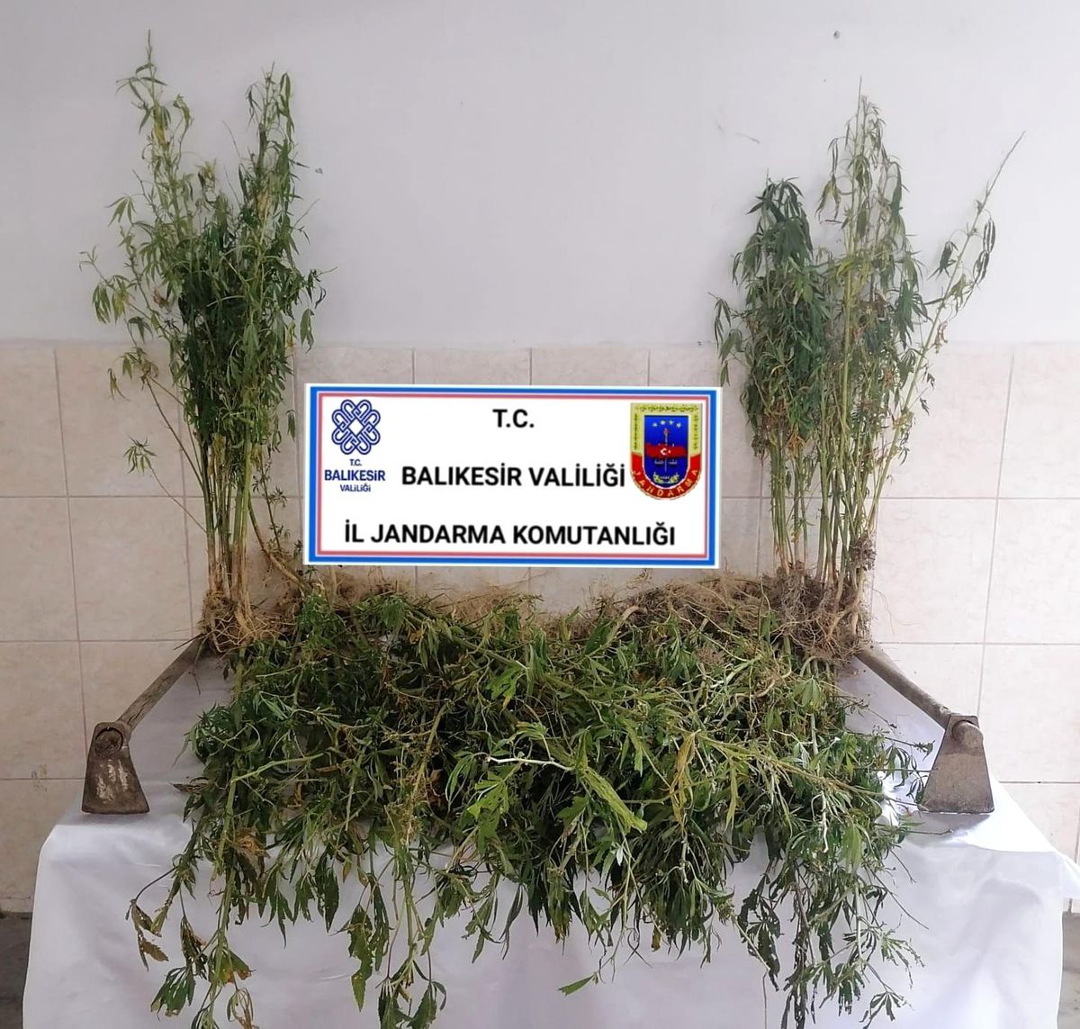 Balıkesir\'de 200 kök kenevir bitkisi ele geçirildi