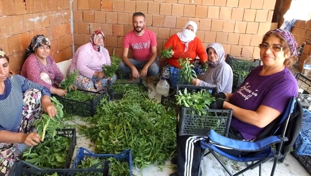 Balıkesir'de şeker otu hasadına başlandı