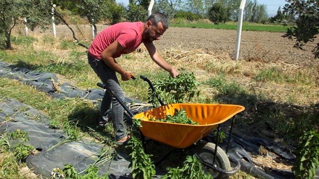 Balıkesir'de şeker otu hasadına başlandı