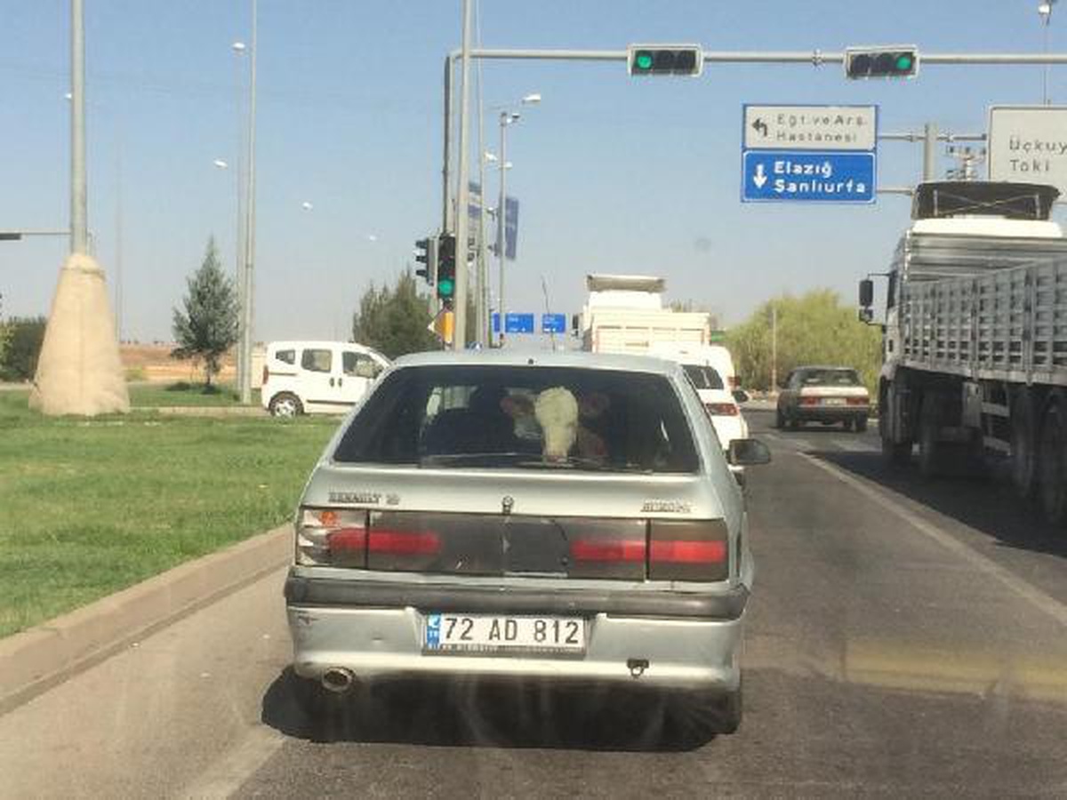 Buzağıyı otomobilin arka koltuğunda taşıtı; o anlar kamerada