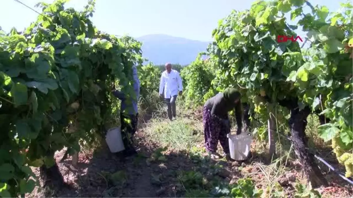 ÇİLEK ÜZÜMDE HASAT BAŞLADI