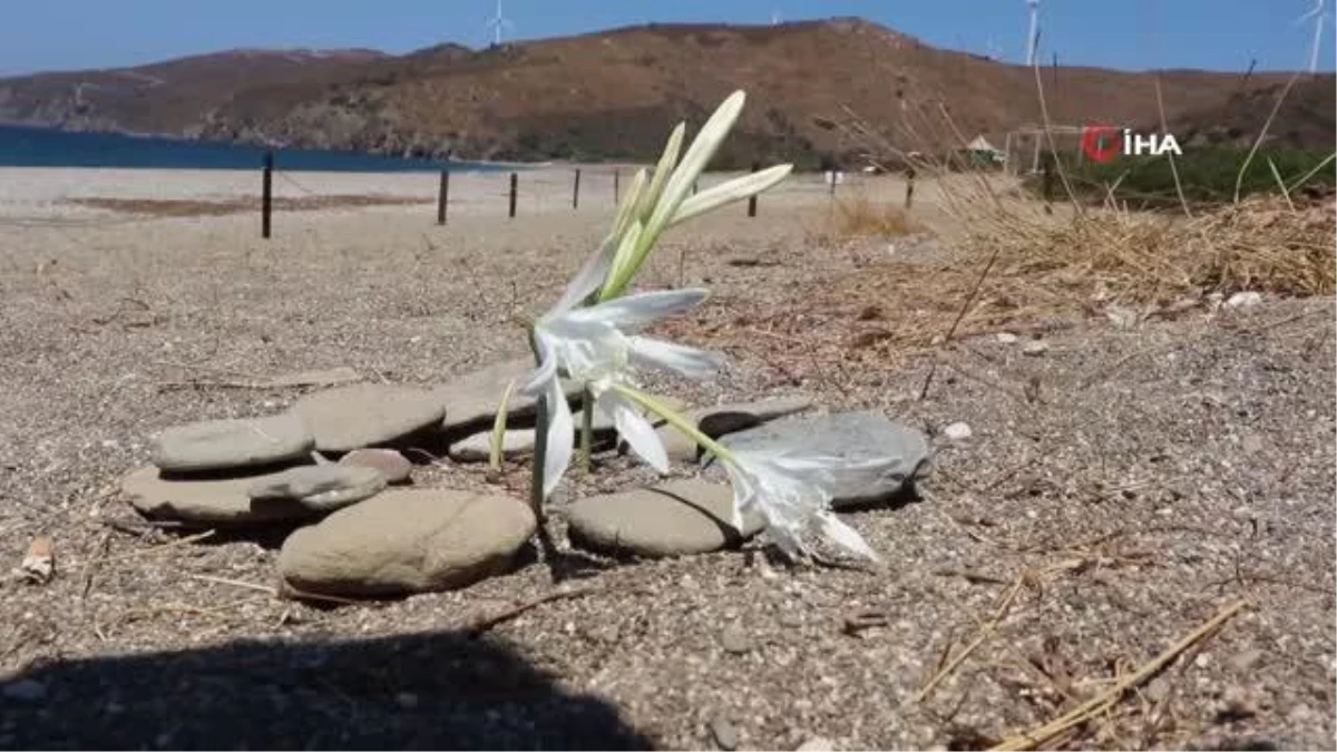 Kum zambakları çiçek açtı, koparmanın cezası 80 bin TL