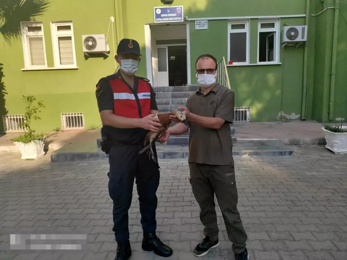 Kümesinde angut ördeği bulunan şahsa cezai yaptırım