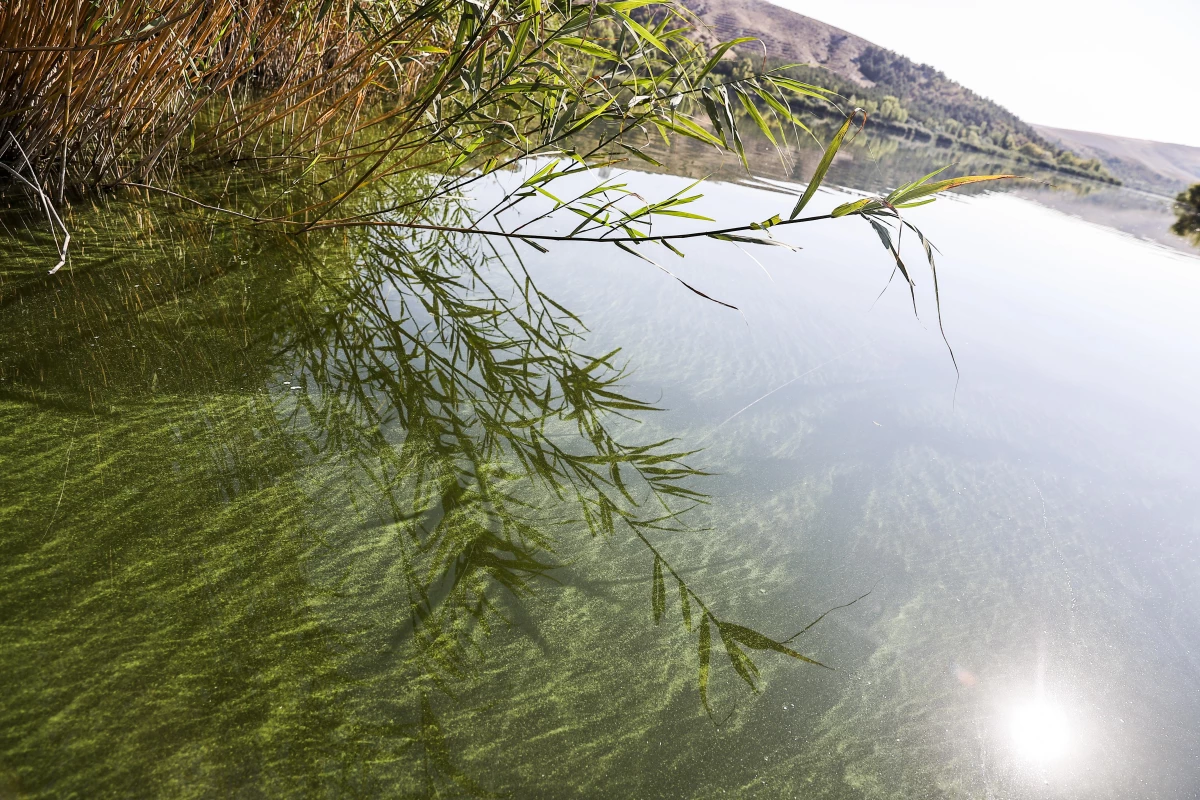ODTÜ, Eymir Gölü\'ndeki aşırı siyanobakteri artışını anbean takip ediyor