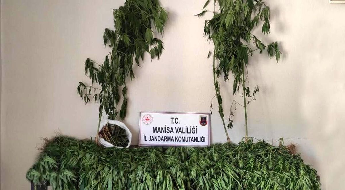 Ormanlık alanda 519 kök kenevir ve 2 kilogram kubar esrar ele geçirildi