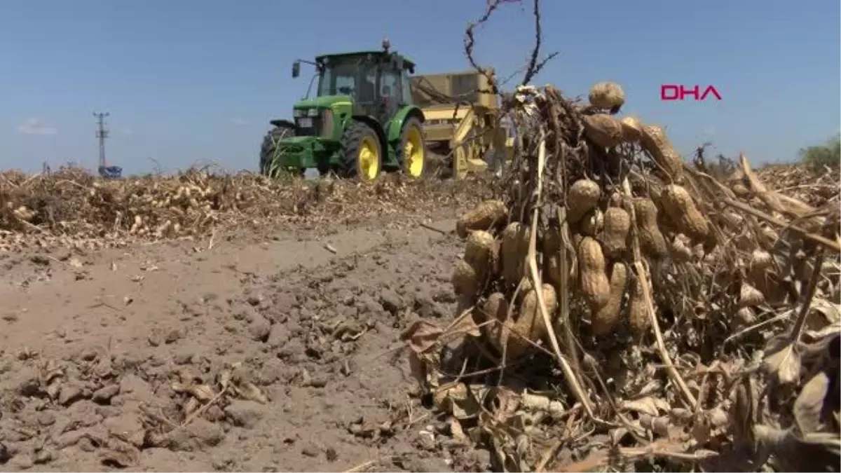 TÜRKİYE\'NİN YER FISTIĞI ÇUKUROVA\'DAN