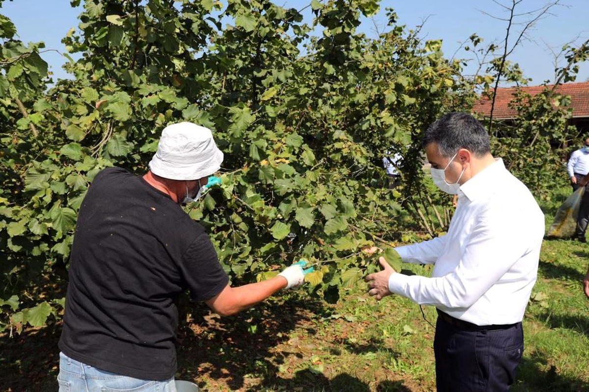 Vali vatandaşla birlikte fındık topladı