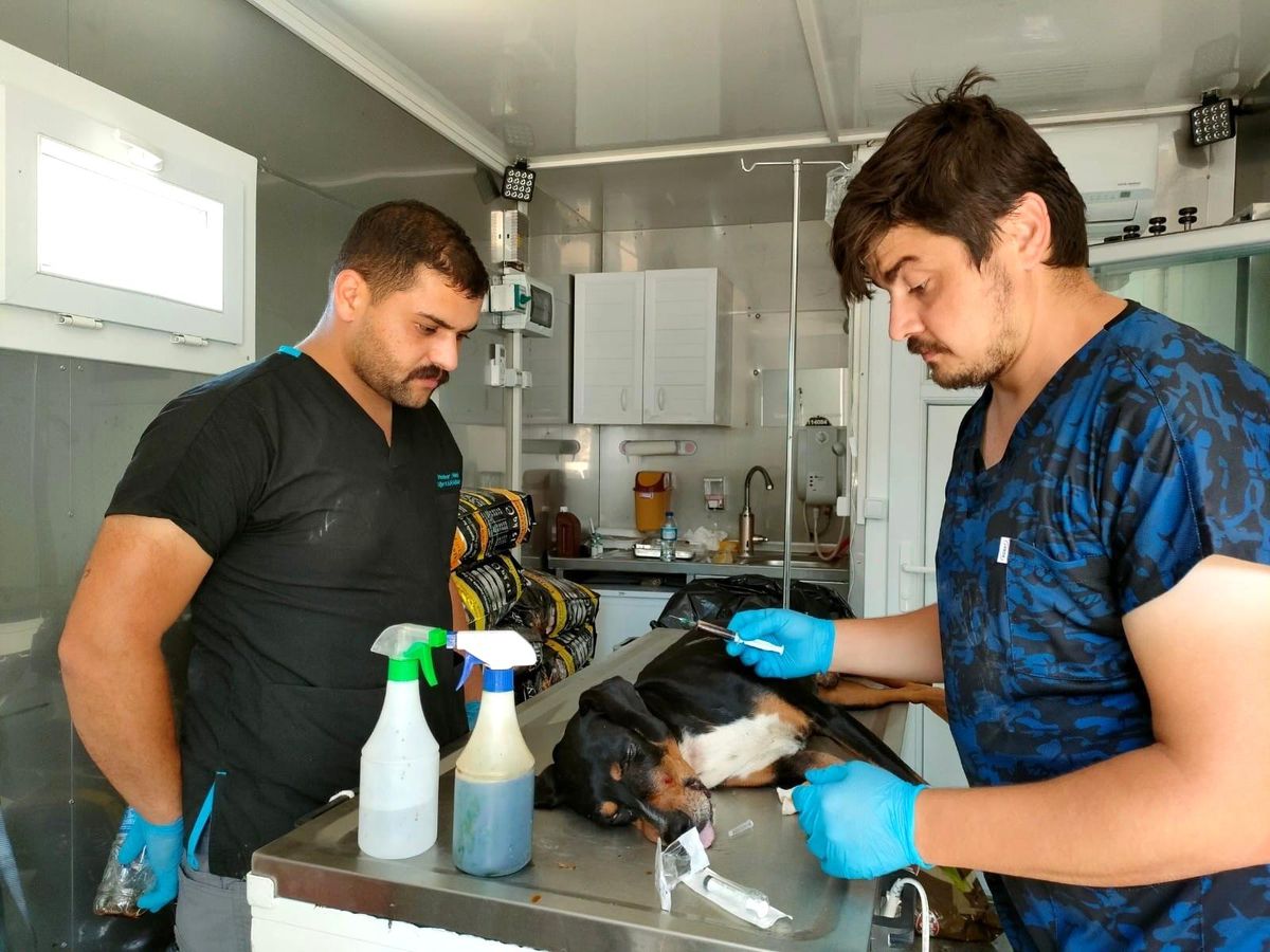 AFET bölgesindeki hayvanlar da unutulmadı