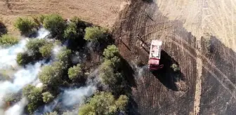 Anız yangını ormana sıçradı: Erken müdahaleyle yüzlerce ağaç kurtarıldı