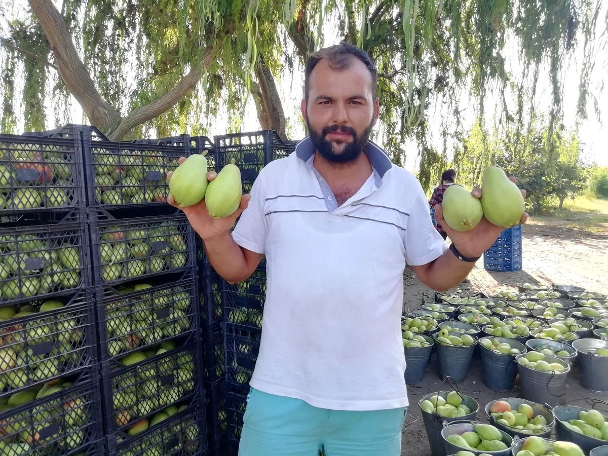 Baba ve oğlunun yetiştirdiği meyvelere yoğun talep