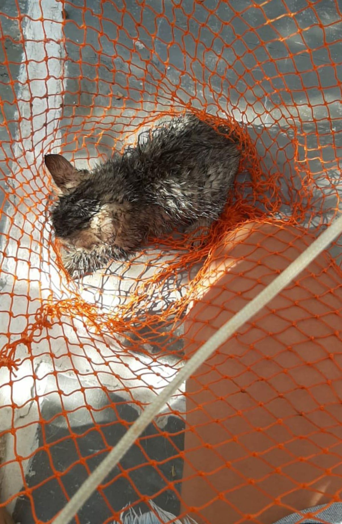 Bodrum\'da su kuyusuna düşen kedi yavrusu kurtarıldı