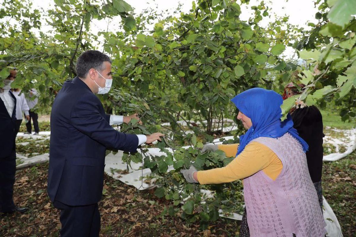 Düzce Valisi Atay, işçilerle fındık topladı