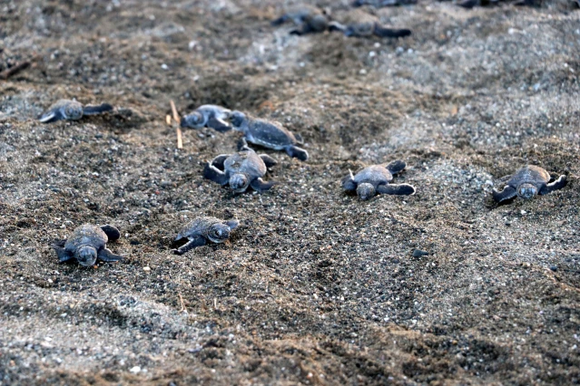 Yavru deniz kaplumbağaları denizle buluştu