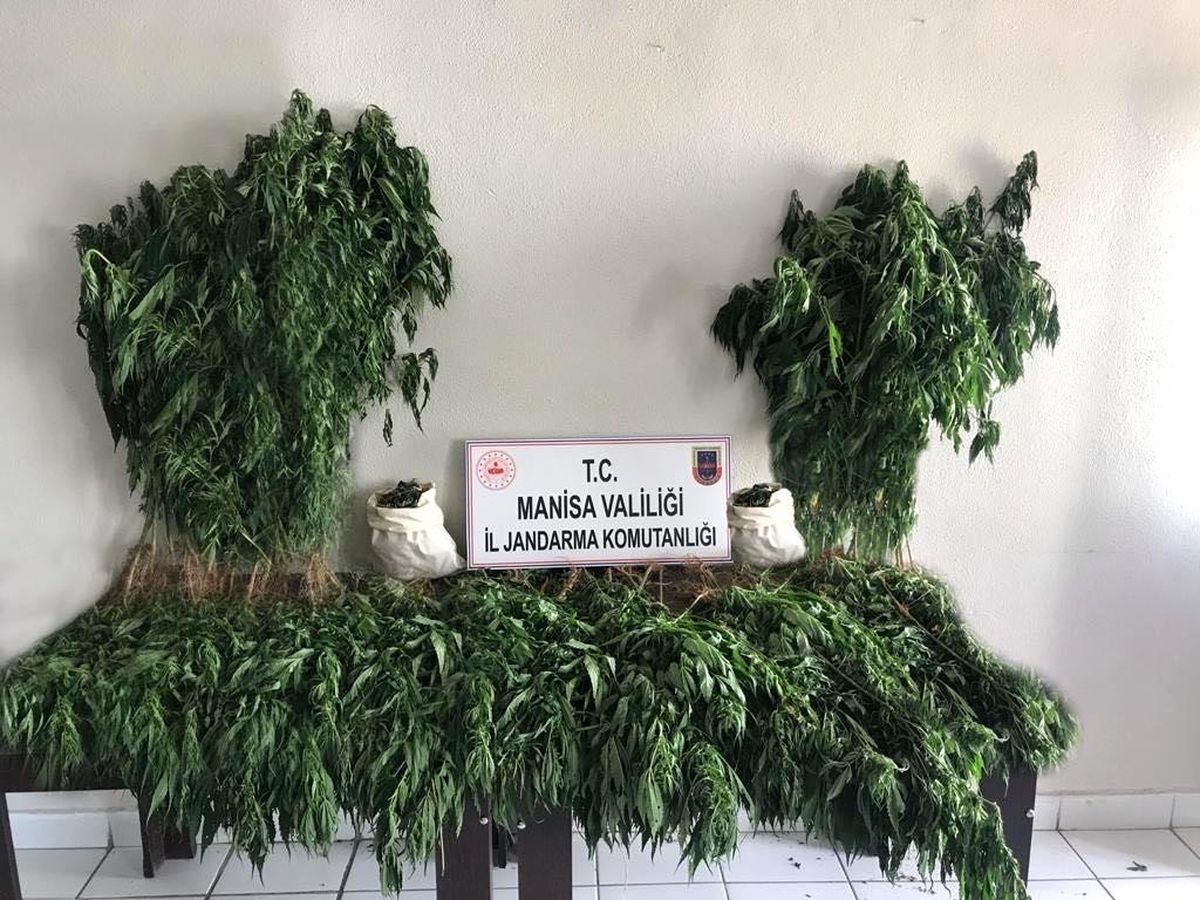 Manisa\'da bin 71 kök kenevir ve 3 kilo kubar esrar ele geçirildi
