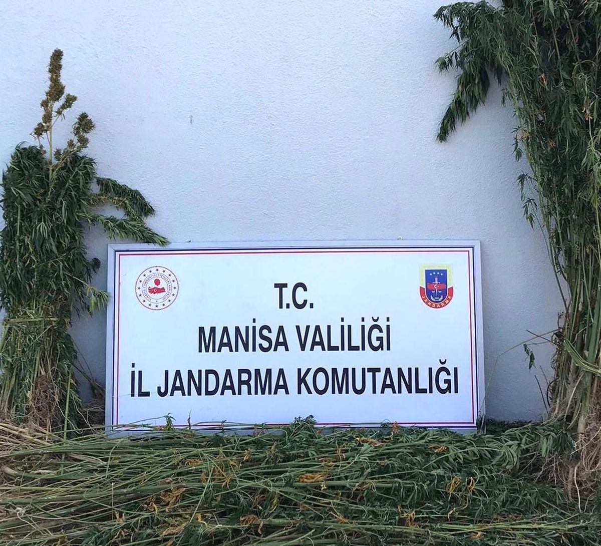 Ormanlık alandaki kenevirler drone ile tespit edildi