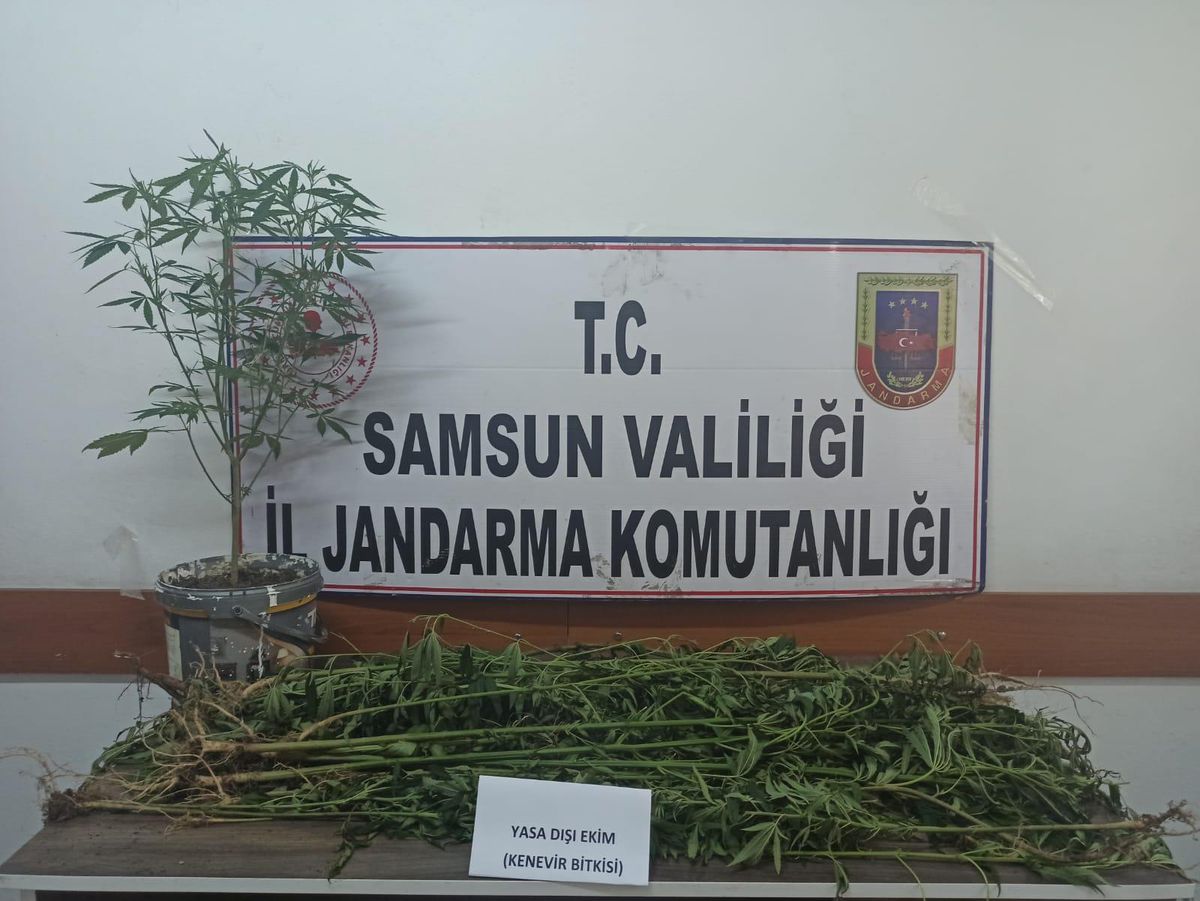 Samsun\'da uyuşturucu operasyonunda 33 kök Hint keneviri ele geçirildi