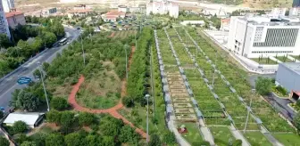 Şehrin ortasında organik tarım