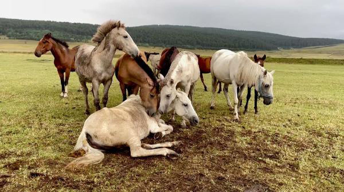 The horse whose leg was broken was not abandoned by the other horses